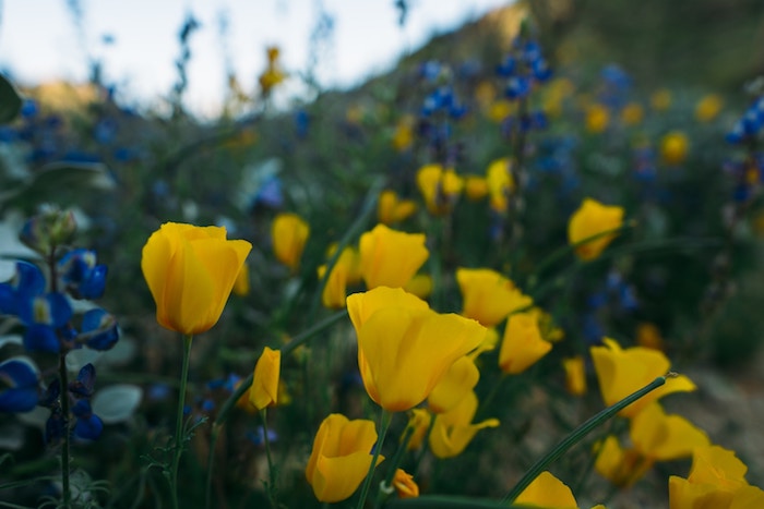 photo of a field of poppies