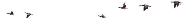 Geese flying